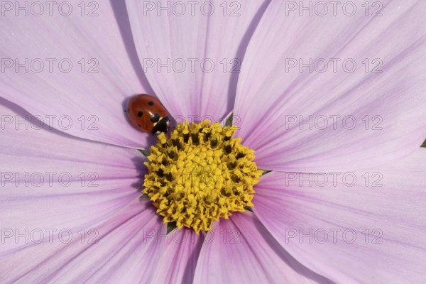 Seven-spot ladybird (Coccinella septempunctata) adult insect on a garden Cosmos flower in summer, England, United Kingdom
