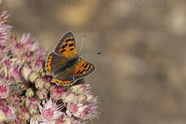 Small copper butterfly (Lycaena phlaeas) adult insect feeding on a garden pink Sedum flower in summer, England, United Kingdom