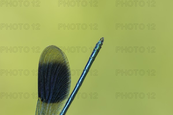 Banded demoiselle damselfly (Calopteryx splendens) adult male insect close up of its wing and tail in summer, England, United Kingdom