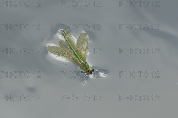 Banded demoiselle damselfly (Calopteryx splendens) adult female insect floating on the water surface of a river in summer, England, United Kingdom