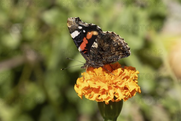 Red admiral butterfly (Vanessa atalanta) adult insect feeding on garden orange French marigold flower in the summer, England, United Kingdom