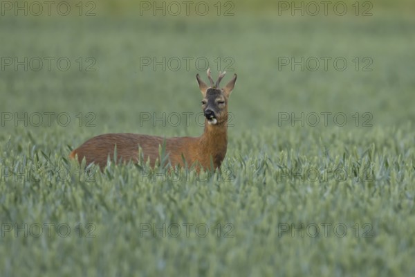 Roe deer (Capreolus capreolus) adult animal male roebuck in a farmland wheat field in summer, England, United Kingdom