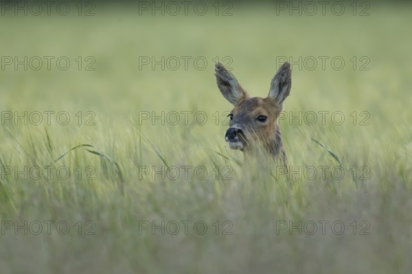 Roe deer (Capreolus capreolus) adult animal female doe in a farmland barley field in summer, England, United Kingdom