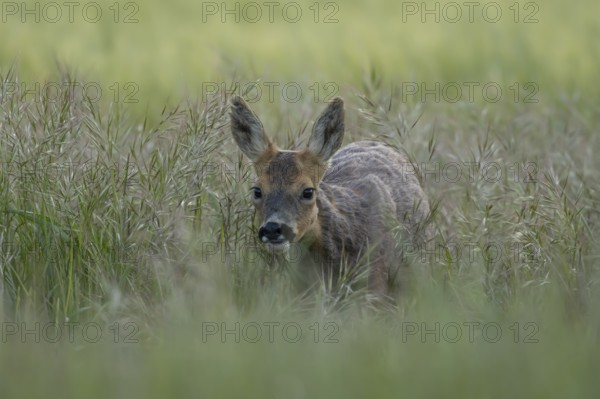 Roe deer (Capreolus capreolus) adult animal female doe in a farmland cereal field in summer, England, United Kingdom