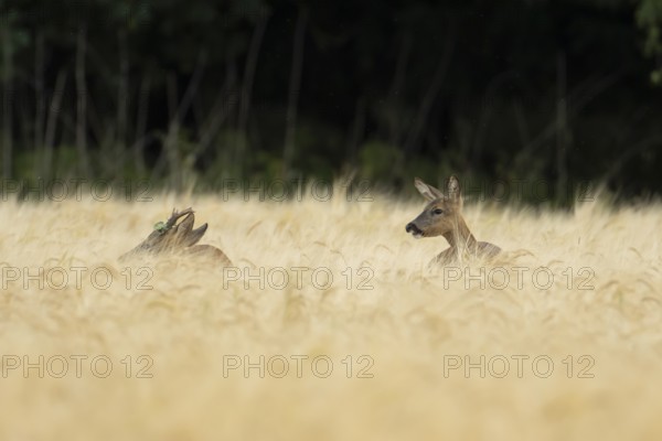 Roe deer (Capreolus capreolus) adult male roebuck and female doe two animals in a farmland barley field in summer, England, United Kingdom