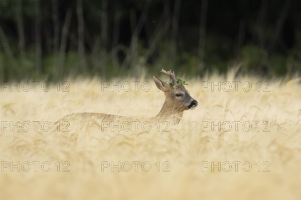 Roe deer (Capreolus capreolus) adult animal male roebuck in a farmland barley field in summer, England, United Kingdom