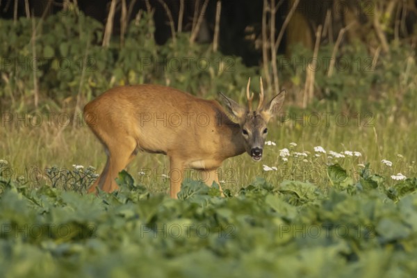Roe deer (Capreolus capreolus) adult animal male roebuck feeding in a farmland sugarbeet field in summer, England, United Kingdom