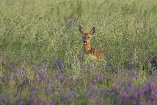 Roe deer (Capreolus capreolus) adult animal female doe in a farmland cereal field with purple vetch flowers in summer, England, United Kingdom