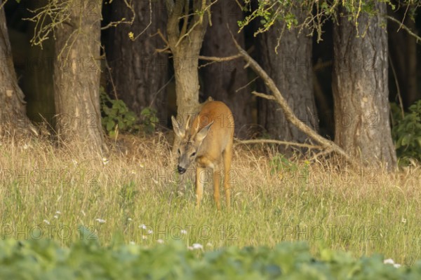 Roe deer (Capreolus capreolus) adult animal male roebuck on the edge of a farmland sugarbeet field in summer, England, United Kingdom