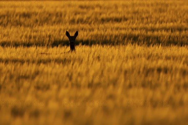 Roe deer (Capreolus capreolus) silhouette of an adult animal female doe in a farmland barley field in summer at sunset, England, United Kingdom