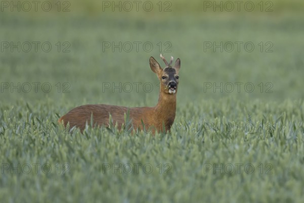 Roe deer (Capreolus capreolus) adult animal male roebuck feeding in a farmland wheat field in summer, England, United Kingdom