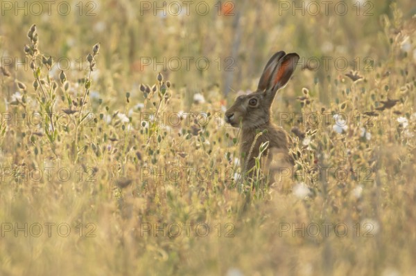 European brown hare (Lepus europaeus) adult animal amongst wildflowers in a farmland field in summer, England, United Kingdom