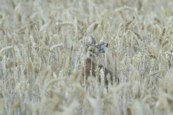 European brown hare (Lepus europaeus) adult animal feeding on a wheat sheath in a farmland field in summer, England, United Kingdom