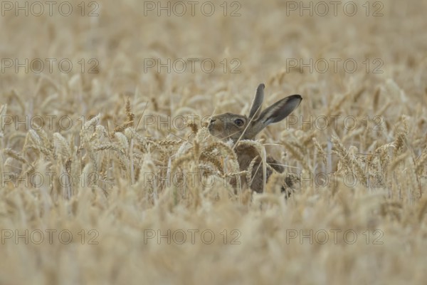European brown hare (Lepus europaeus) adult animal in a farmland wheat field in summer, England, United Kingdom