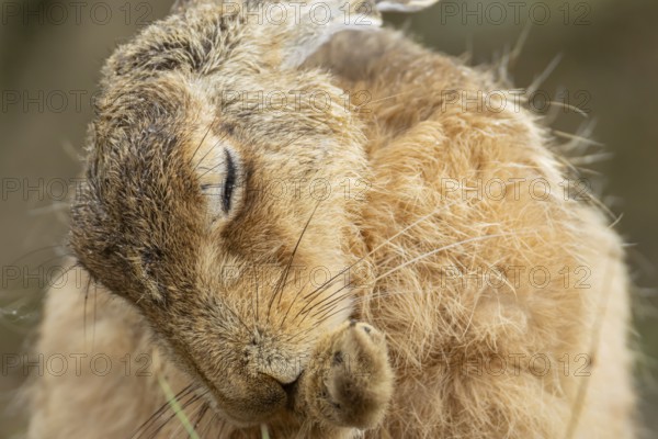 European brown hare (Lepus europaeus) adult animal washing its foot, England, United Kingdom