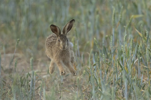 European brown hare (Lepus europaeus) adult animal leaping in the air in a farmland wheat field in summer, England, United Kingdom