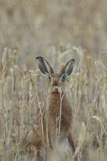 European brown hare (Lepus europaeus) adult animal feeding on a wheat sheath in a farmland cereal field in summer, England, United Kingdom