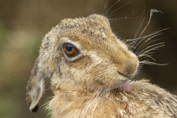 European brown hare (Lepus europaeus) adult animal washing its fur, England, United Kingdom