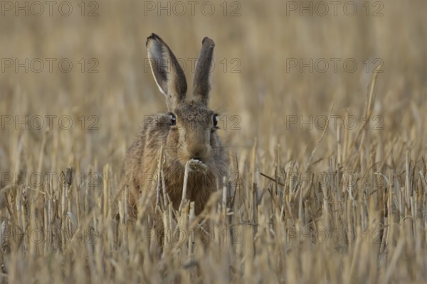 European brown hare (Lepus europaeus) adult animal feeding on a wheat sheath in a farmland stubble field in summer, England, United Kingdom