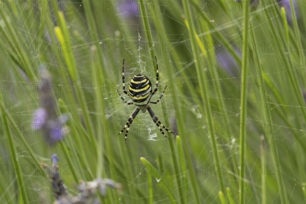 Wasp spider (Argiope bruennichi) adult in its web amongst lavender plants in the summer, England, United Kingdom