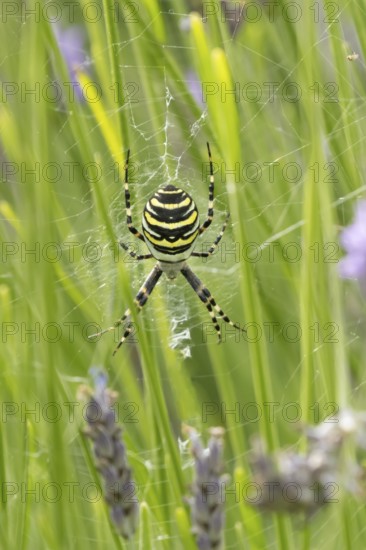 Wasp spider (Argiope bruennichi) adult in its web amongst lavender plants in the summer, England, United Kingdom