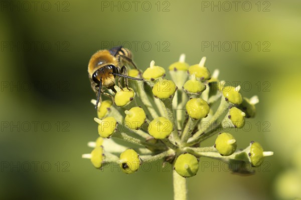 Ivy bee (Colletes hederae) adult insect feeding on Ivy flowers in the summer, England, United Kingdom