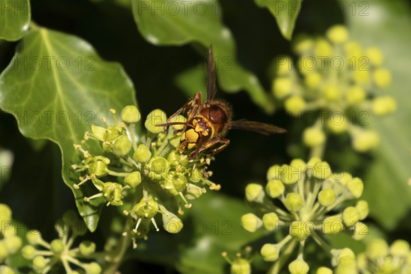 European hornet (Vespa crabro) adult wasp insect feeding on Ivy flowers in the summer, England, United Kingdom
