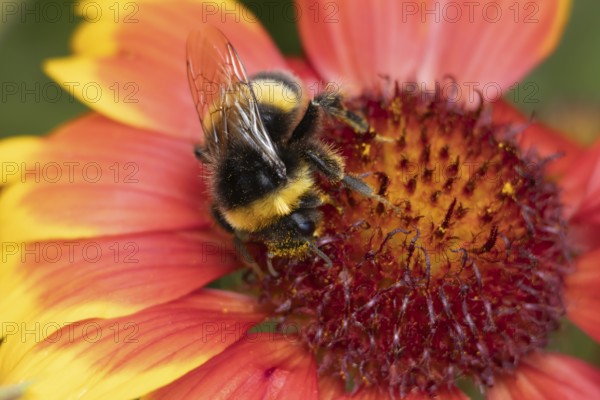 Buff tailed bumblebee (Bombus terrestris) adult bee insect feeding on garden Gaillardia flower in the summer, England, United Kingdom