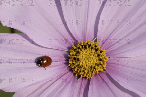 Seven-spot ladybird (Coccinella septempunctata) adult insect on a garden Cosmos flower in summer, England, United Kingdom