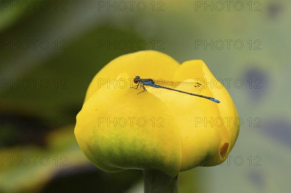Red eyed damselfly (Erythromma najas) adult insect on a yellow water lily flower in a garden pond in the summer, England, United Kingdom