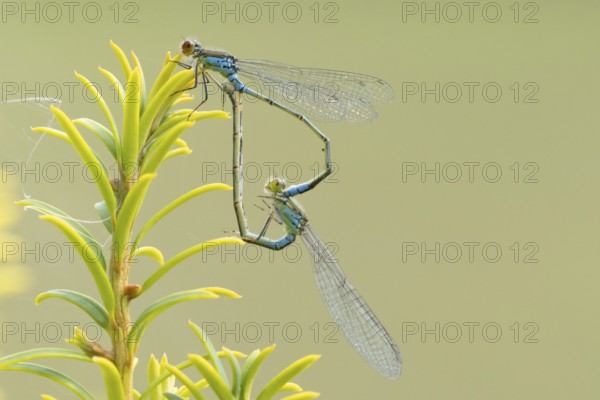 Red eyed damselfly (Erythromma najas) two adult insects mating on a Yew tree leaf in the summer, England, United Kingdom