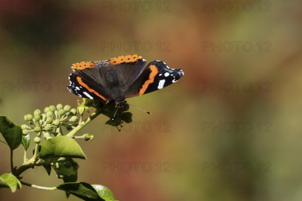 Red admiral butterfly (Vanessa atalanta) adult insect feeding on Ivy flowers in the summer, England, United Kingdom