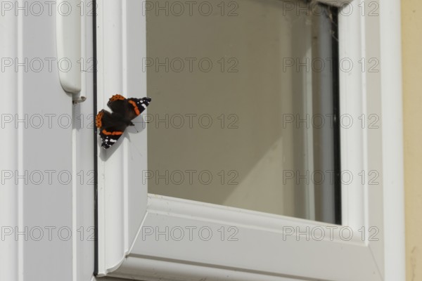Red admiral butterfly (Vanessa atalanta) adult insect resting on an urban house conservatory window frame in the summer, England, United Kingdom