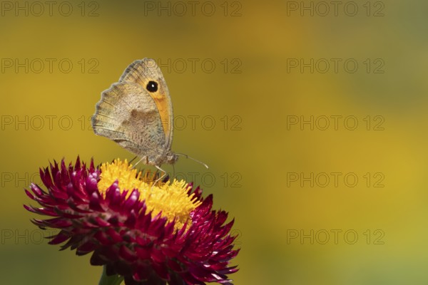 Meadow brown butterfly (Maniola jurtina) adult insect feeding on a garden Strawflower flower in the summer, England, United Kingdom
