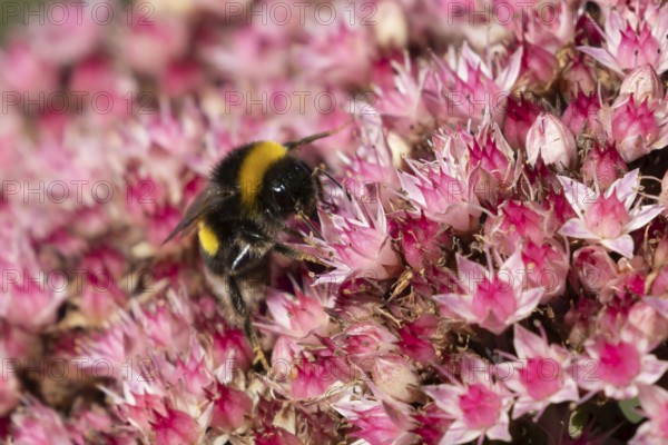 Garden bumblebee (Bombus hortorum) adult bee insect feeding on garden Sedum flowers in the summer, England, United Kingdom