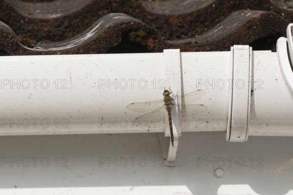 Migrant hawker dragonfly (Aeshna mixta) adult insect resting on a house gutter in the summer, England, United Kingdom