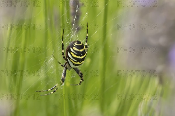 Wasp spider (Argiope bruennichi) adult in its web in the summer, England, United Kingdom