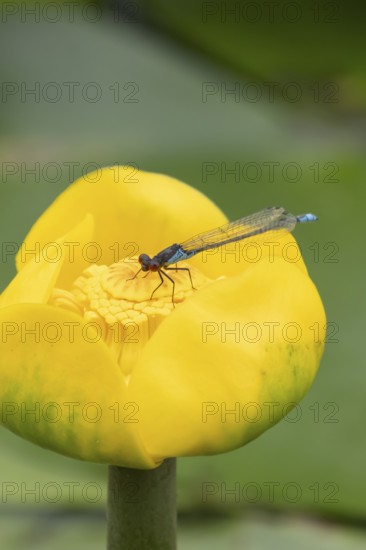 Red eyed damselfly (Erythromma najas) adult insect on a yellow water lily flower in a garden pond in the summer, England, United Kingdom