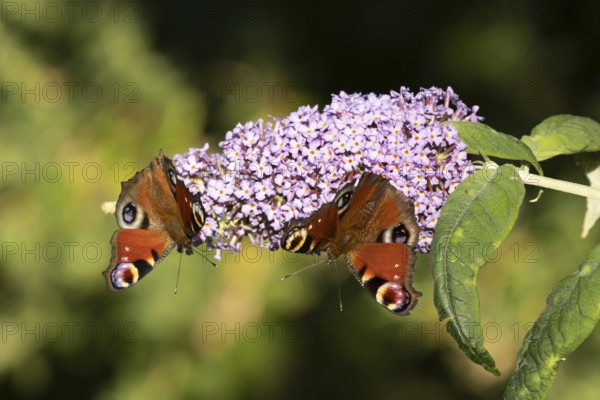 Peacock butterfly (Aglais io) two adult insects feeding on a garden Buddleja flower, England, United Kingdom
