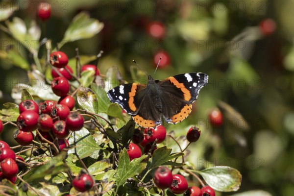 Red admiral butterfly (Vanessa atalanta) adult insect resting on a Hawthorn tree full of red berries in the summer, England, United Kingdom