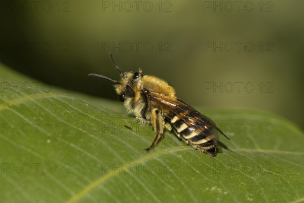 Ivy bee (Colletes hederae) adult insect on a plant leaf in the summer, England, United Kingdom