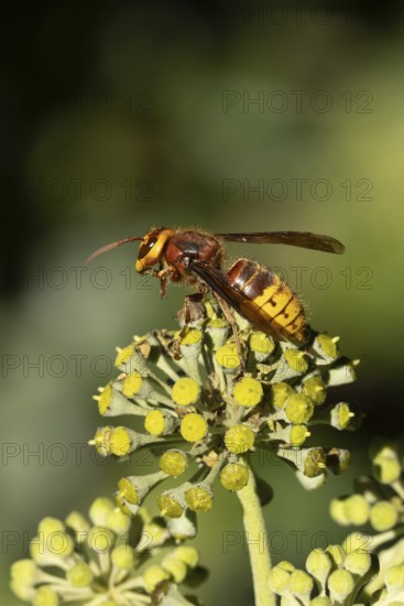 European hornet (Vespa crabro) adult wasp insect on Ivy flowers in the summer, England, United Kingdom