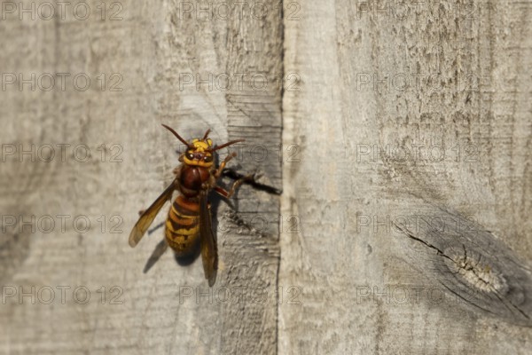 European hornet (Vespa crabro) adult wasp insect on a garden wooden fence in the summer, England, United Kingdom