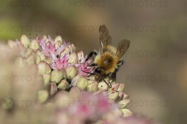 Common carder bumblebee (Bombus pascuorum) adult bee insect feeding on a garden pink Sedum flower in summer, England, United Kingdom