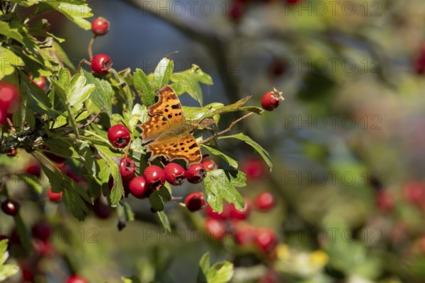 Comma butterfly (Polygonia c-album) adult insect resting on a Hawthorn tree full of red berries in the summer, England, United Kingdom
