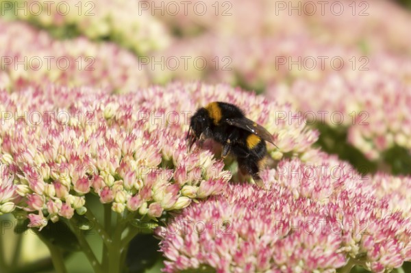 Buff tailed bumblebee (Bombus terrestris) adult bee insect feeding on garden Sedum flowers in the summer, England, United Kingdom