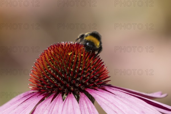Buff tailed bumblebee (Bombus terrestris) adult insect feeding on garden purple Coneflower (Echinacea purpurea) flowers in the summer, England, United Kingdom