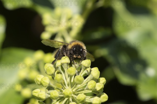 Buff tailed bumblebee (Bombus terrestris) adult bee insect feeding on Ivy flowers in the summer, England, United Kingdom