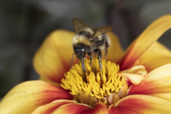Common carder bumblebee (Bombus pascuorum) adult bee insect feeding on a garden Dahlia flower in the summer, England, United Kingdom