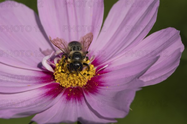 Leafcutter bee (Megachile spp.) adult insect on a garden Cosmos flower in the summer, England, United Kingdom
